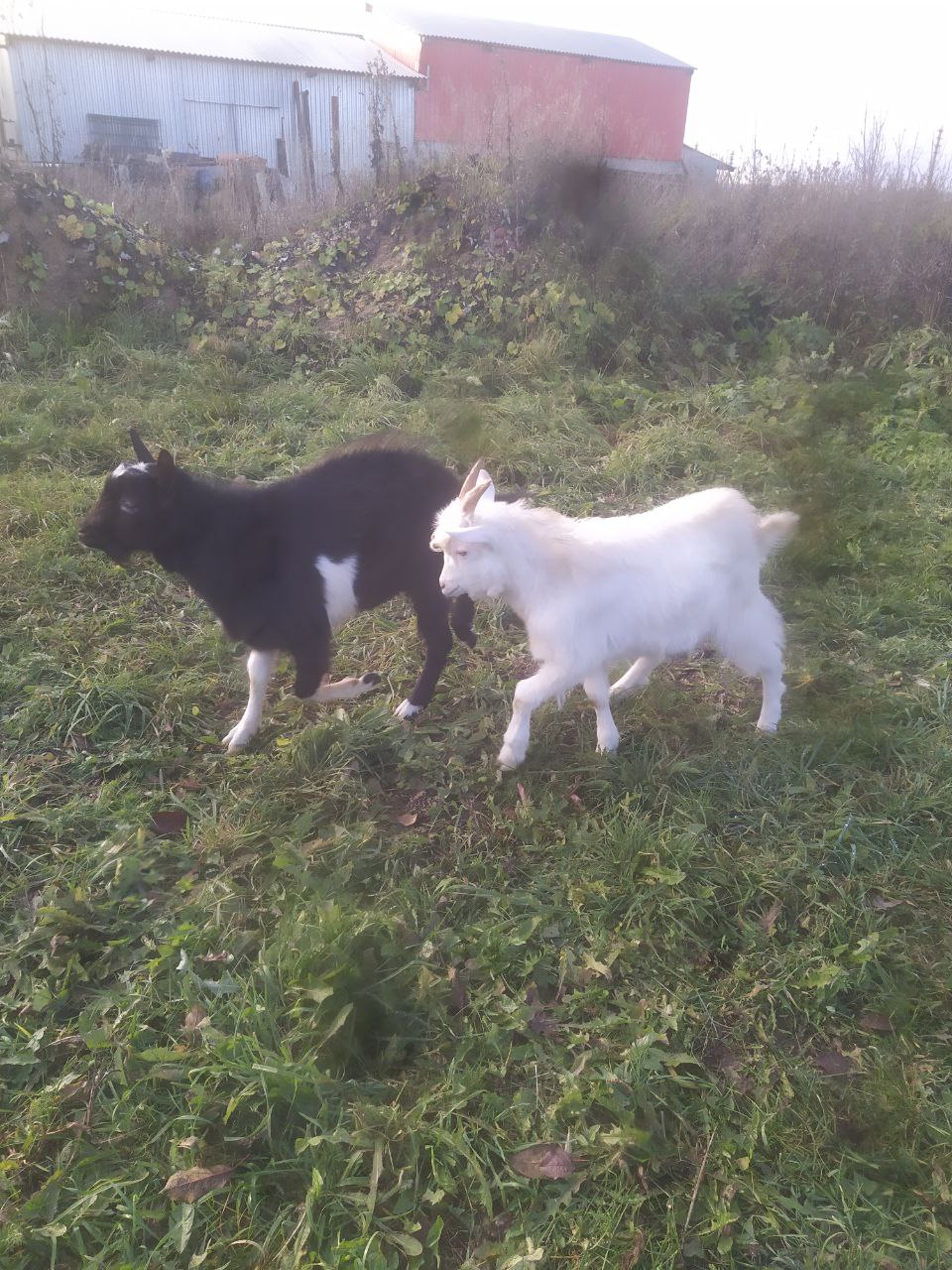 Продам козликов - Животные в Вологда