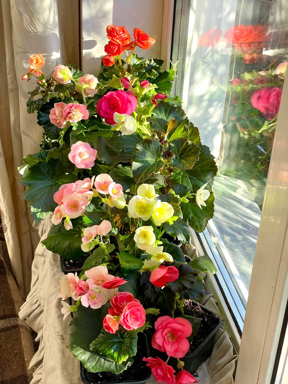 Бегонии - Хобби и отдых в Челябинск