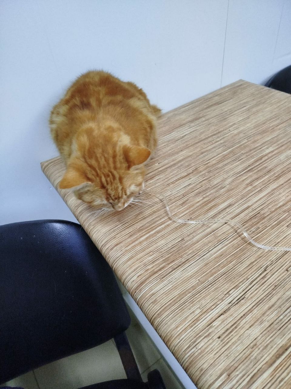 Помощь в оплате лечения уличного котика - Животные в Сочи - фото 3