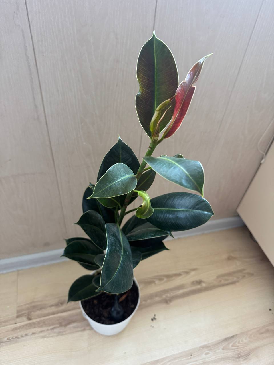 Продажа комнатных растений - частное объявление в Сочи