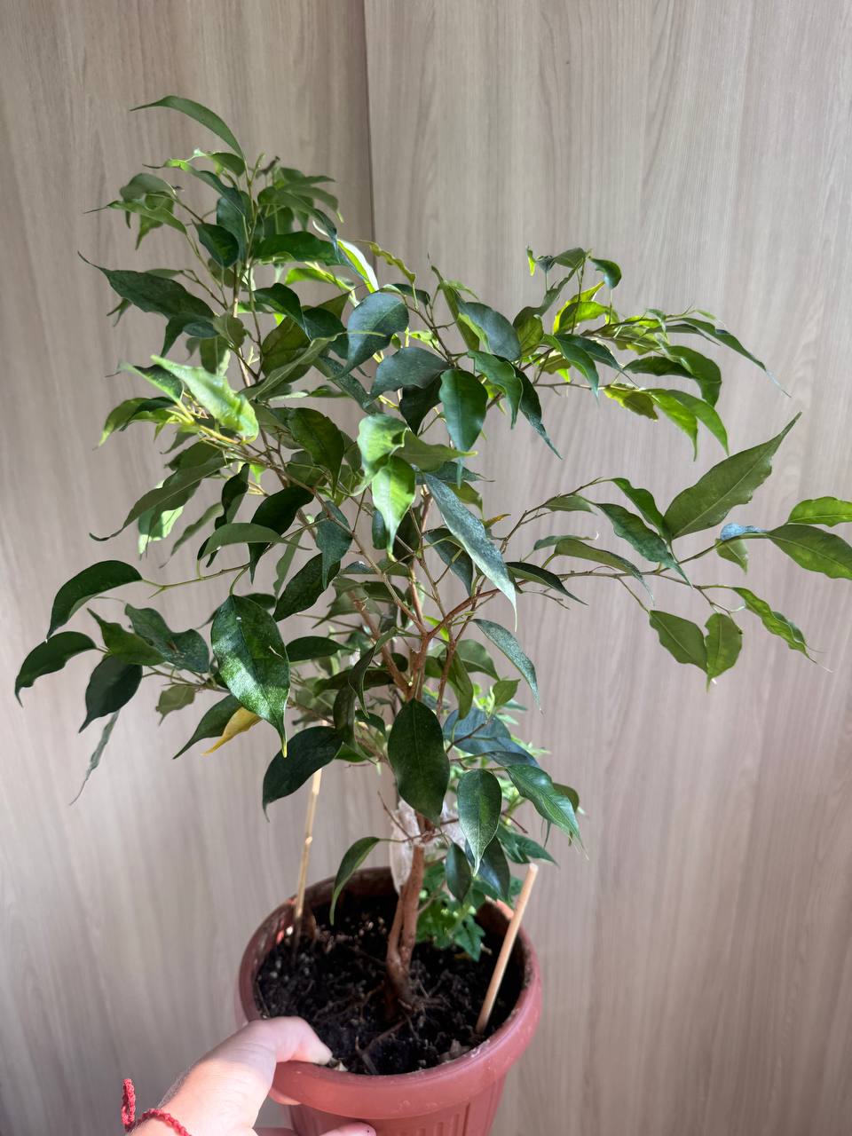 Продажа комнатных растений - Хобби и отдых в Сочи - фото 3