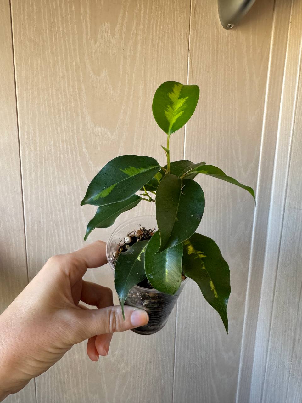 Продажа комнатных растений - Хобби и отдых в Сочи - фото 4