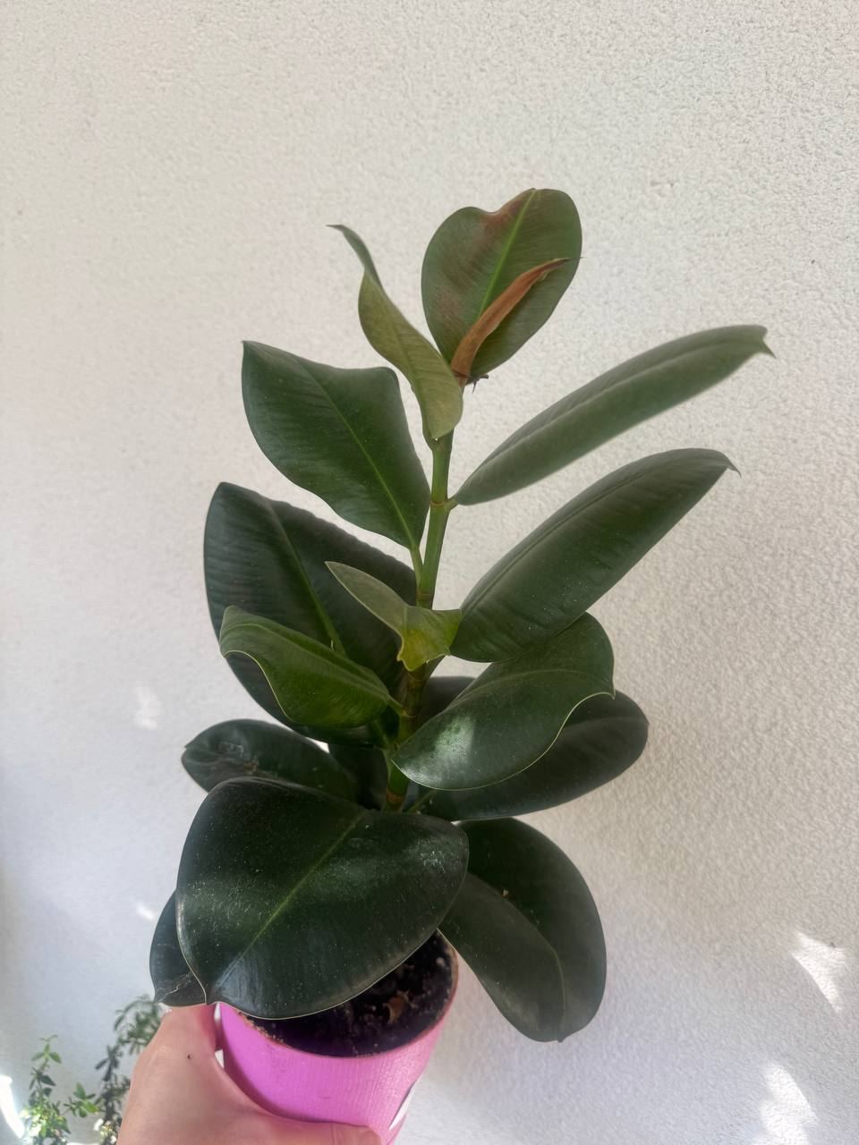 Продажа комнатных растений - Хобби и отдых в Сочи - фото 5