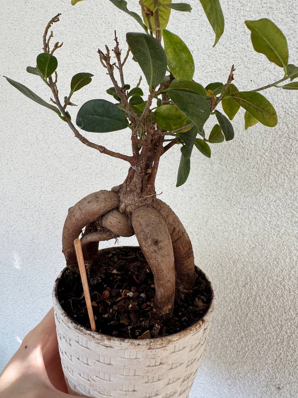 Продажа комнатных растений - Хобби и отдых в Сочи - фото 6