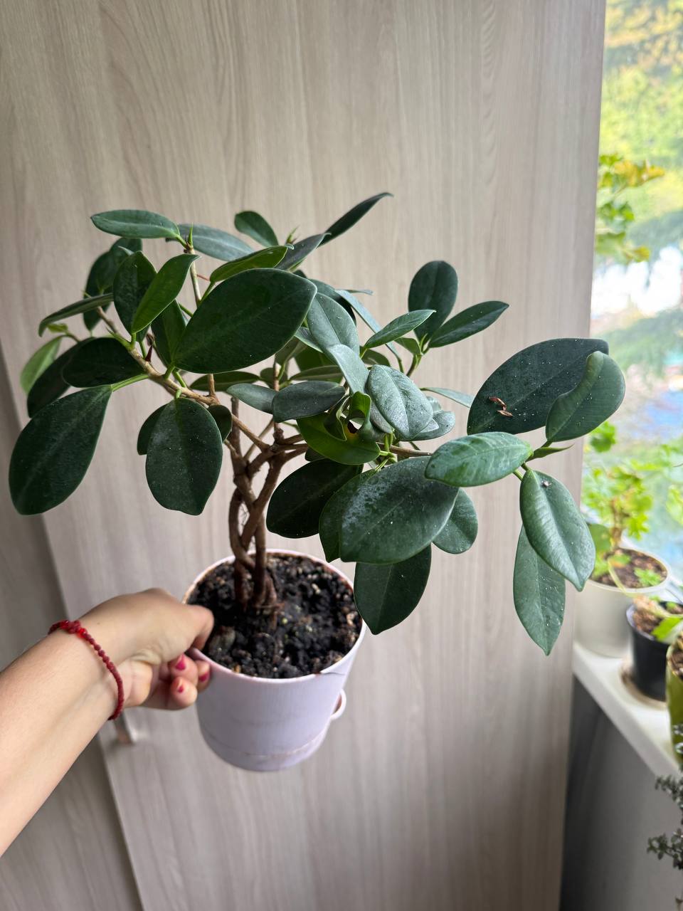 Продажа комнатных растений - Хобби и отдых в Сочи - фото 7