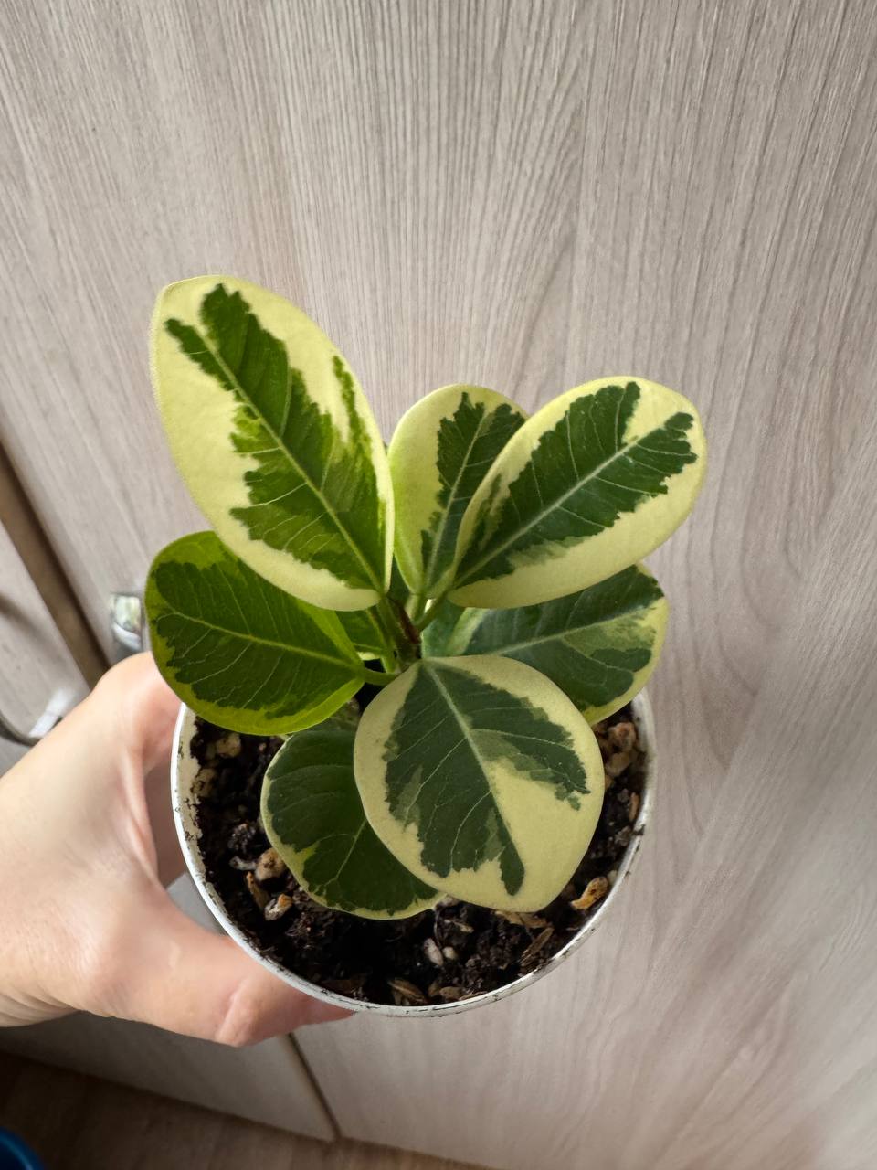 Продажа комнатных растений - Хобби и отдых в Сочи