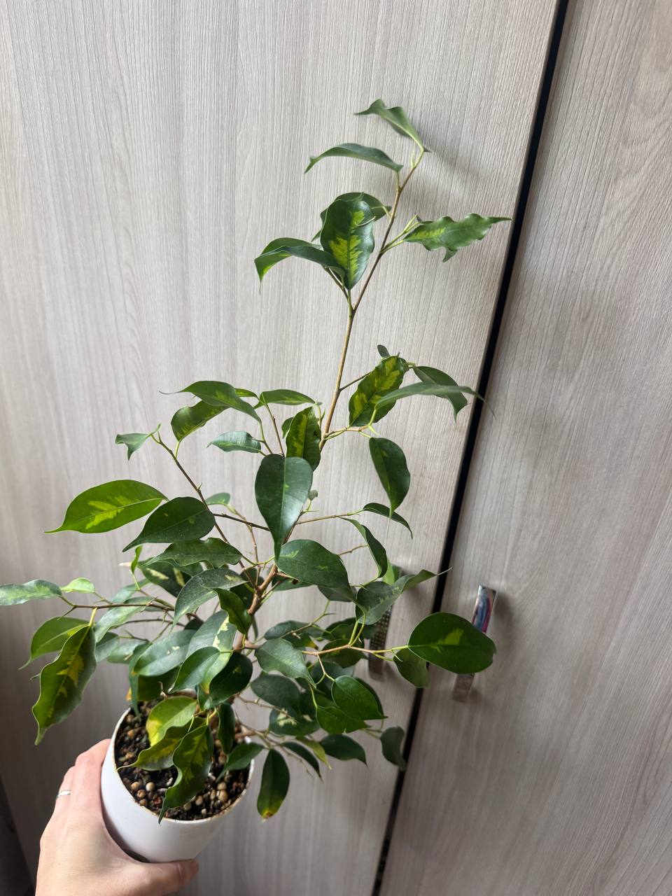 Продажа комнатных растений - Хобби и отдых в Сочи - фото 3