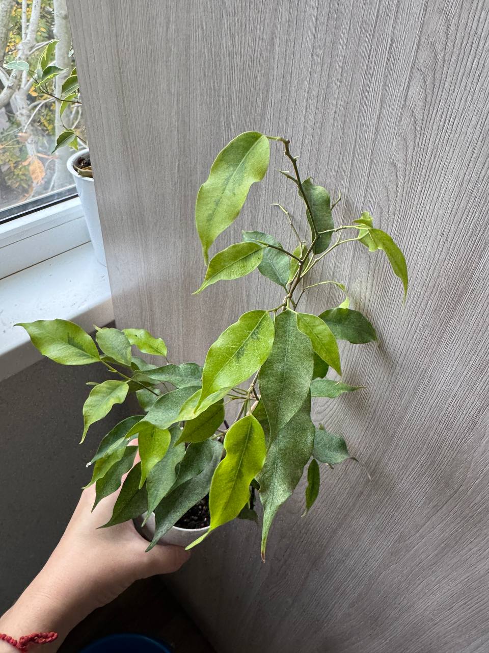 Продажа комнатных растений - Хобби и отдых в Сочи - фото 4