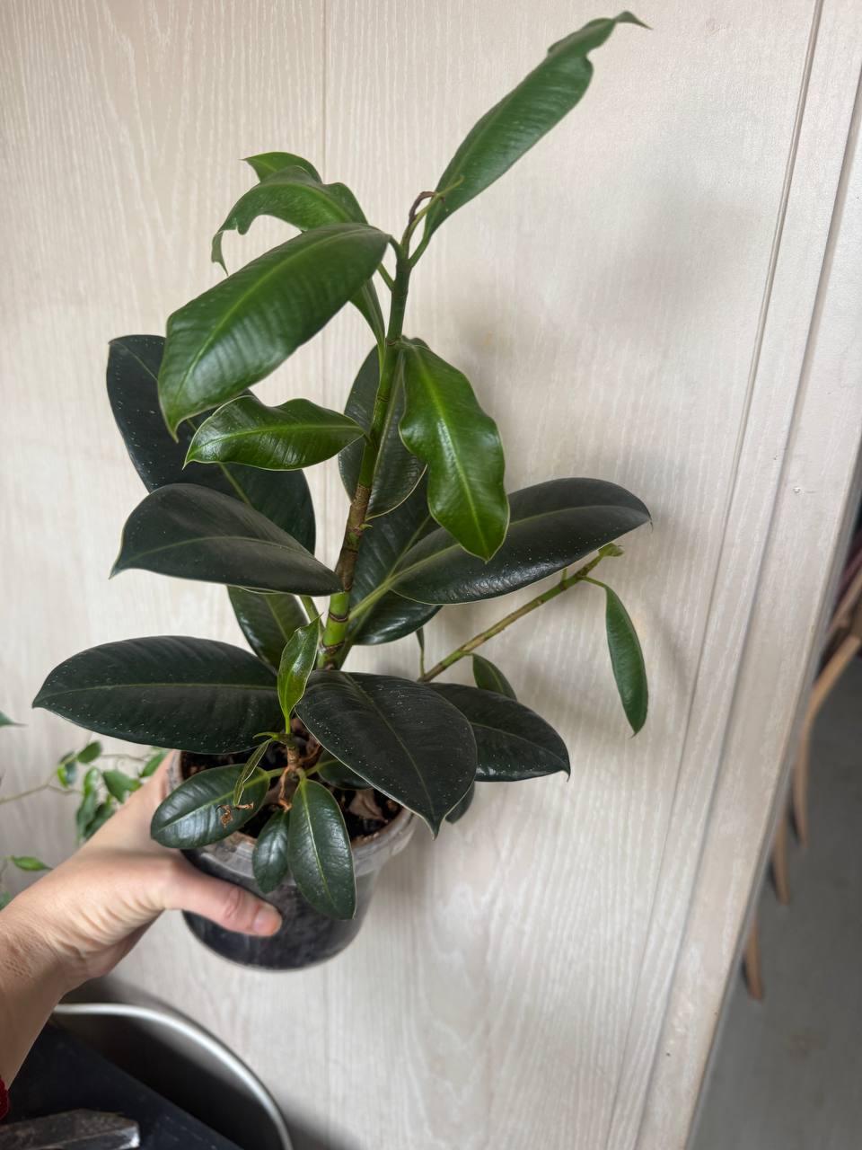 Продажа комнатных растений - Хобби и отдых в Сочи - фото 5