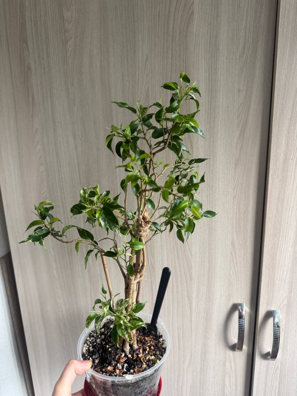 Продажа комнатных растений - Хобби и отдых в Сочи - фото 6