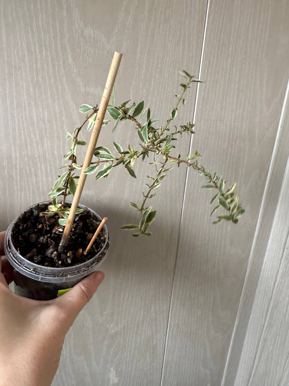 Продажа комнатных растений - Хобби и отдых в Сочи - фото 7