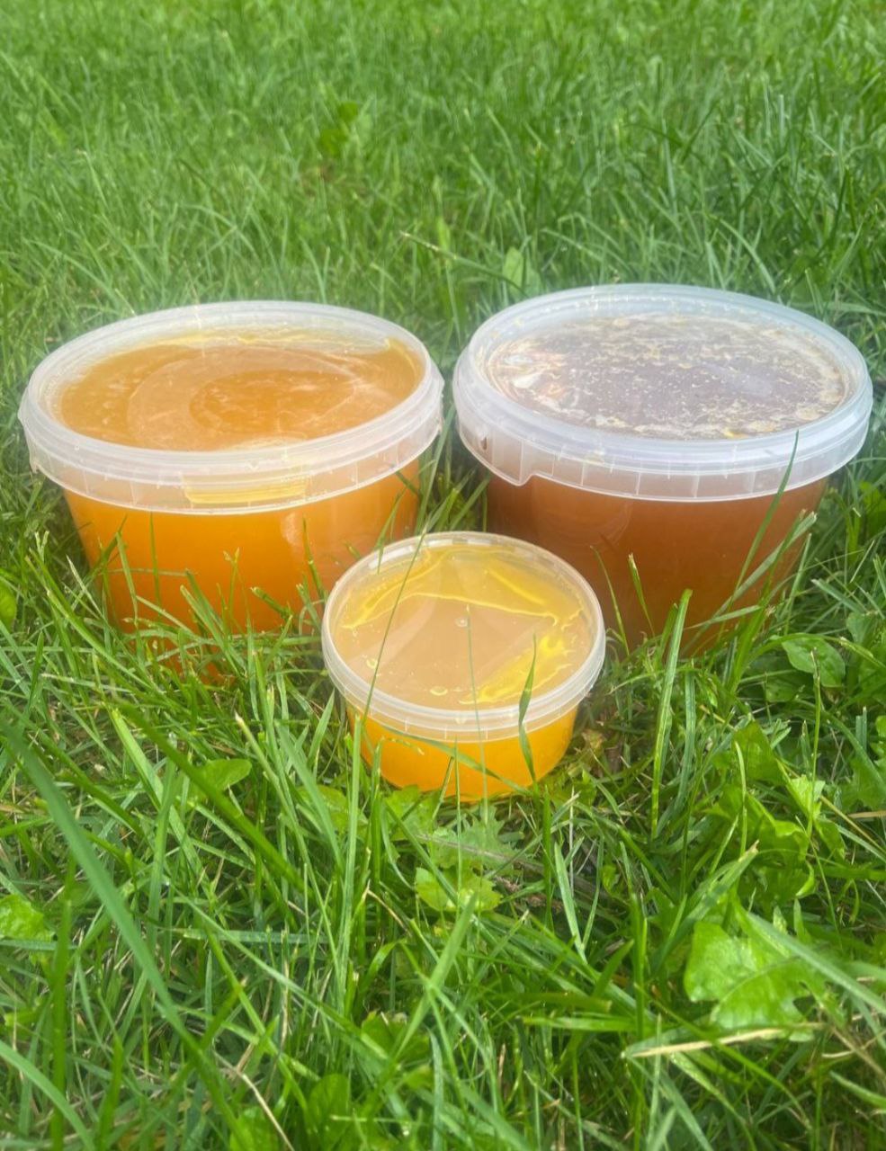 Лесной мед из Тамбовской области - Хобби и отдых в Москва