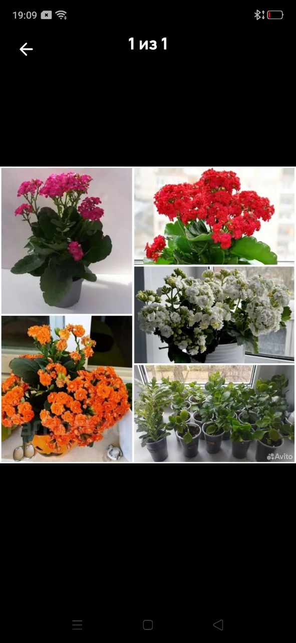 Продам укорененные черенки Каланхоэ - частное объявление в Уфа