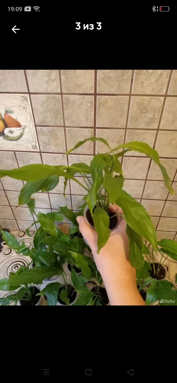 Продам Спатифиллумы женское счастье - Хобби и отдых в Уфа