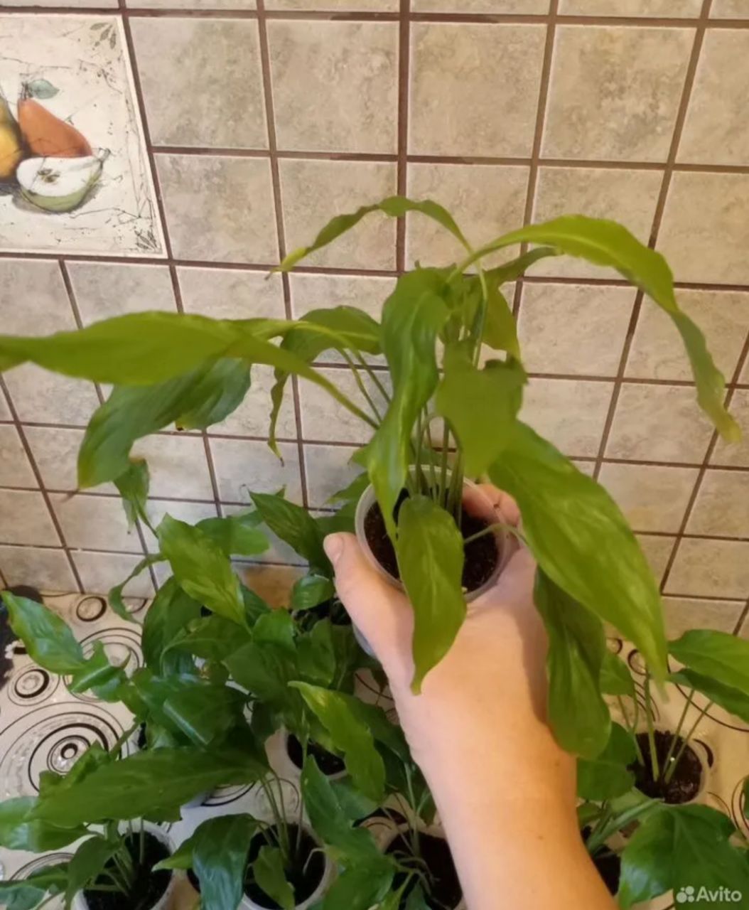 Продажа укорененных черенков растений - частное объявление в Уфа