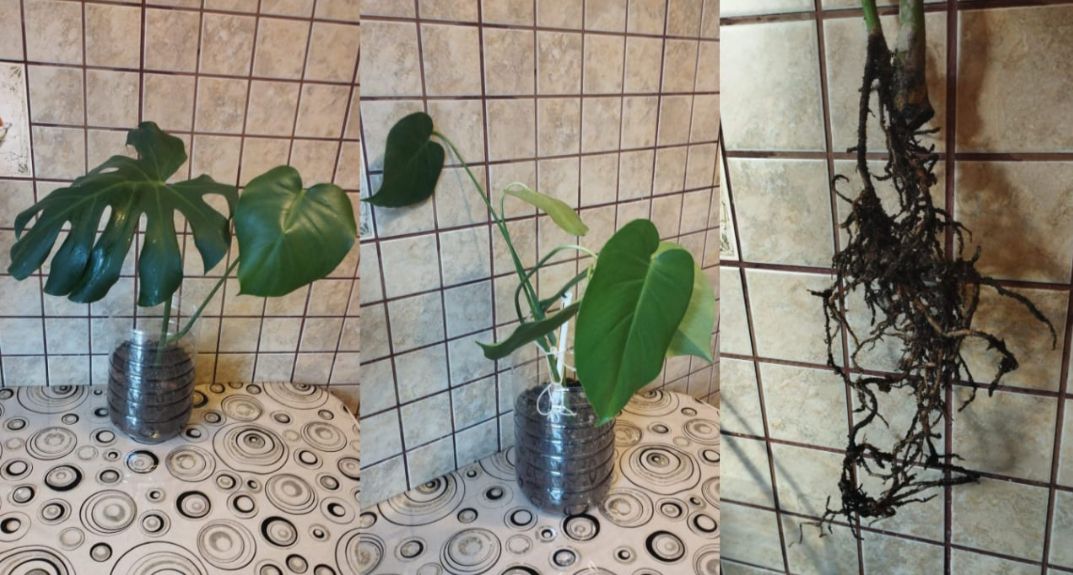 Продажа укорененных черенков растений - Хобби и отдых в Уфа - фото 2