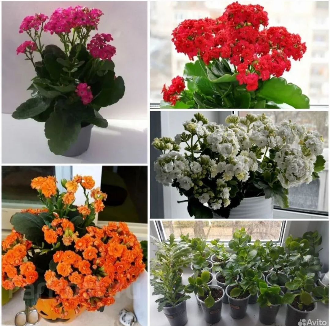 Продажа укорененных черенков растений - Хобби и отдых в Уфа - фото 3