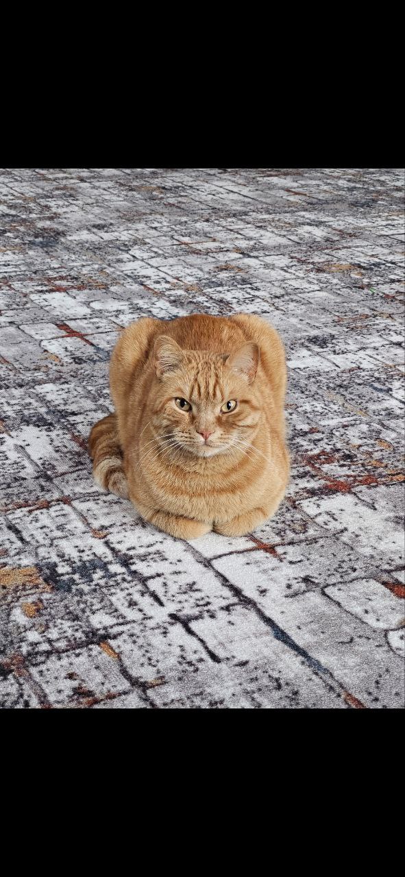 Пропал кот в районе улицы Заводская - частное объявление в Ставрополь