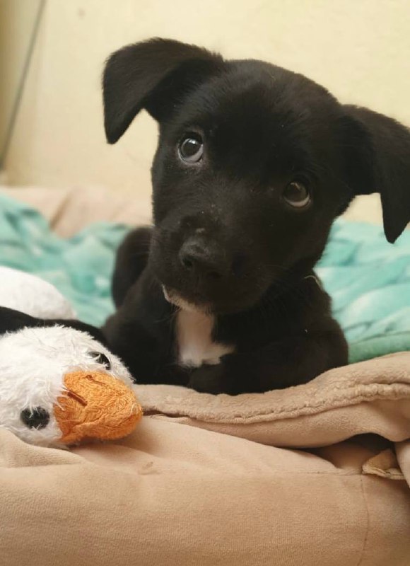 Ищем хозяев для собачки - частное объявление в Ставрополь