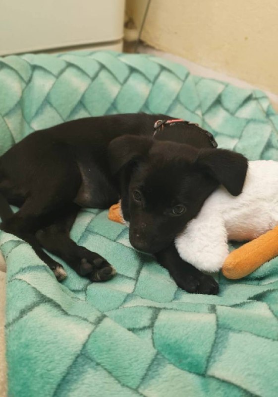 Ищем хозяев для собачки - Животные в Ставрополь - фото 2