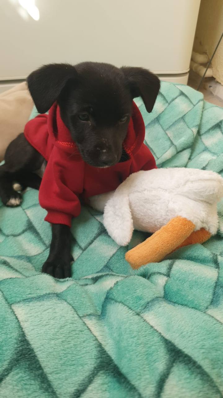 Ищем хозяев для собачки - Животные в Ставрополь - фото 3