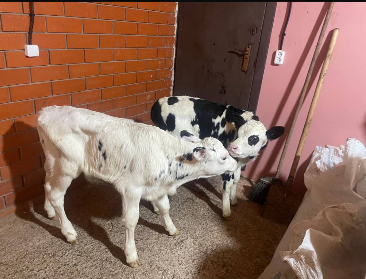 Продаю бычков - Животные в Чебоксары