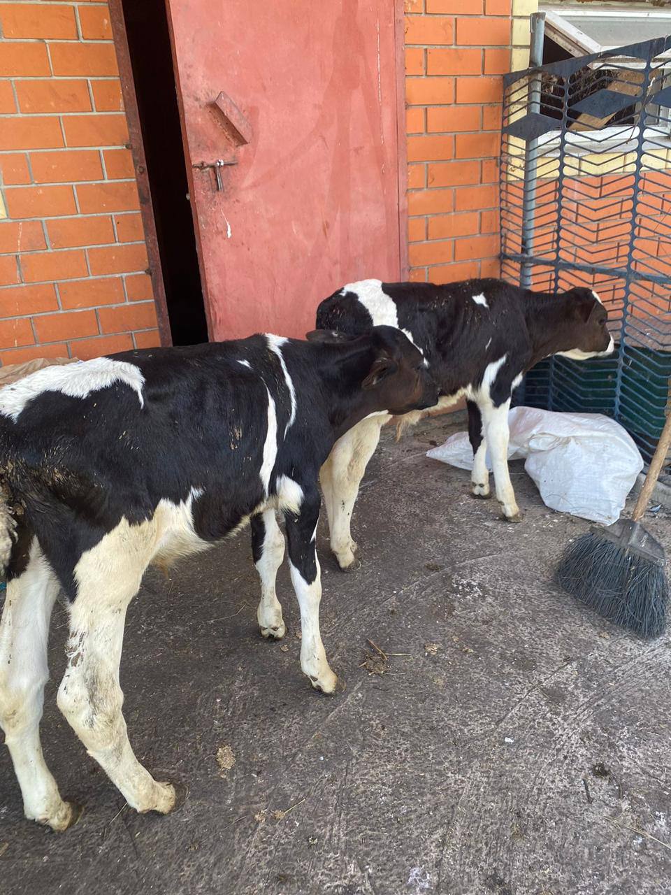 Продажа бычков на откорм - частное объявление в Чебоксары