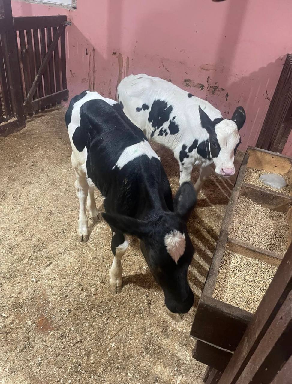 Продажа бычков - частное объявление в Чебоксары