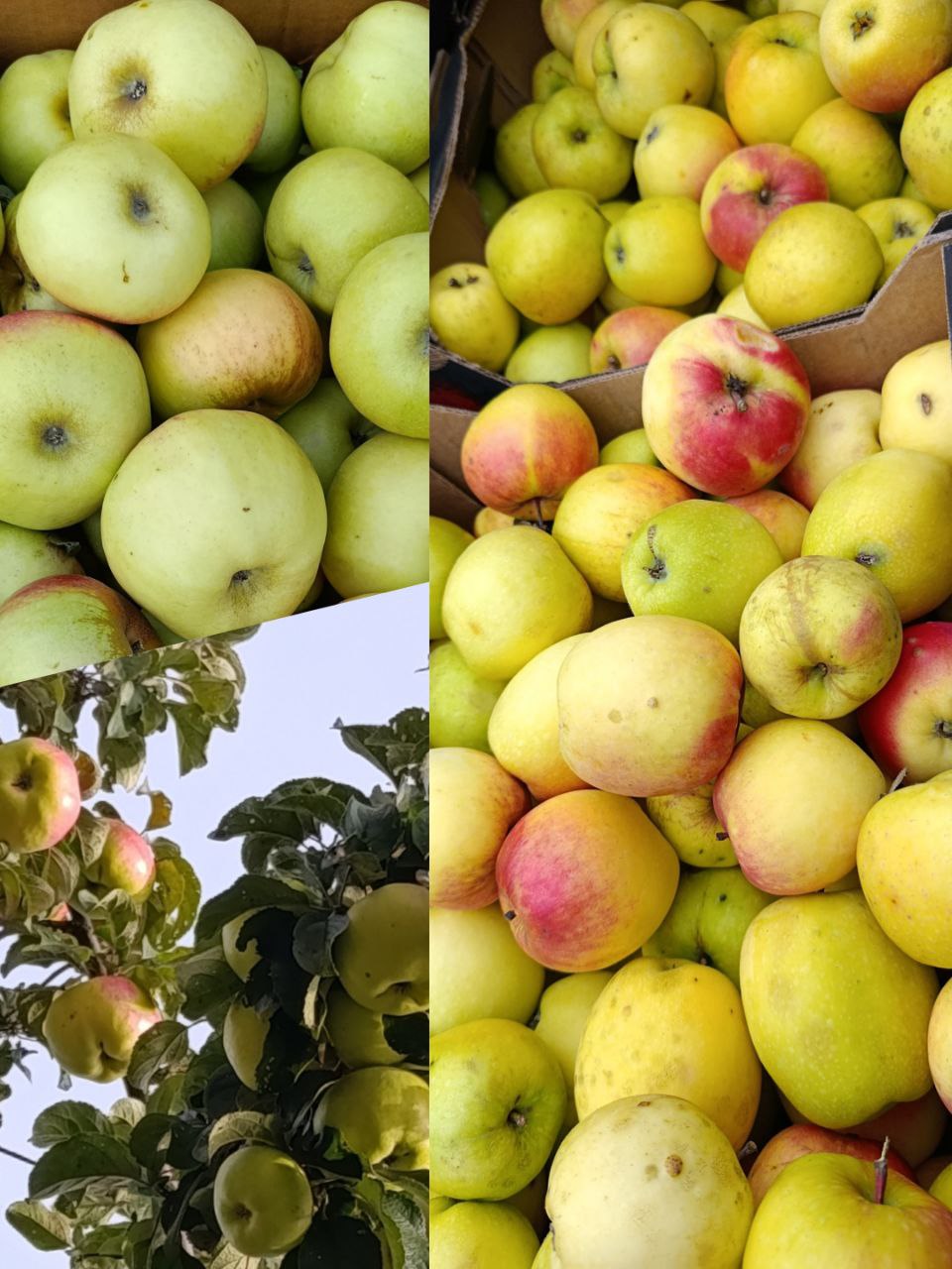 Яблоки домашние Северный синап - Для дома и дачи в Чебоксары