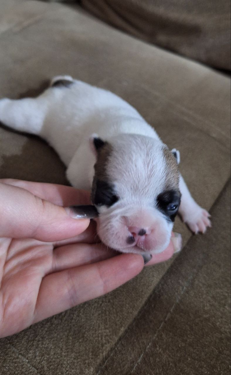 Щеночки французского бульдога - Животные в Воронеж