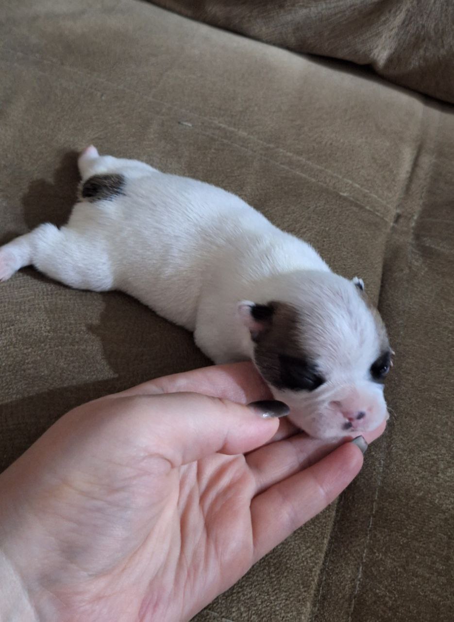 Щеночки французского бульдога - Животные в Воронеж - фото 3