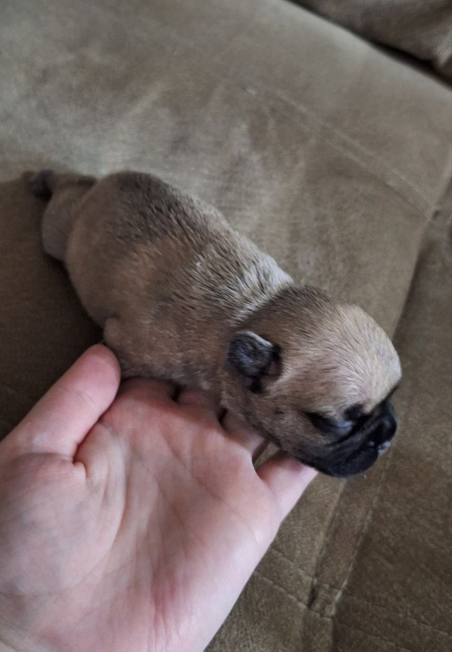 Щеночки французского бульдога - Животные в Воронеж - фото 4