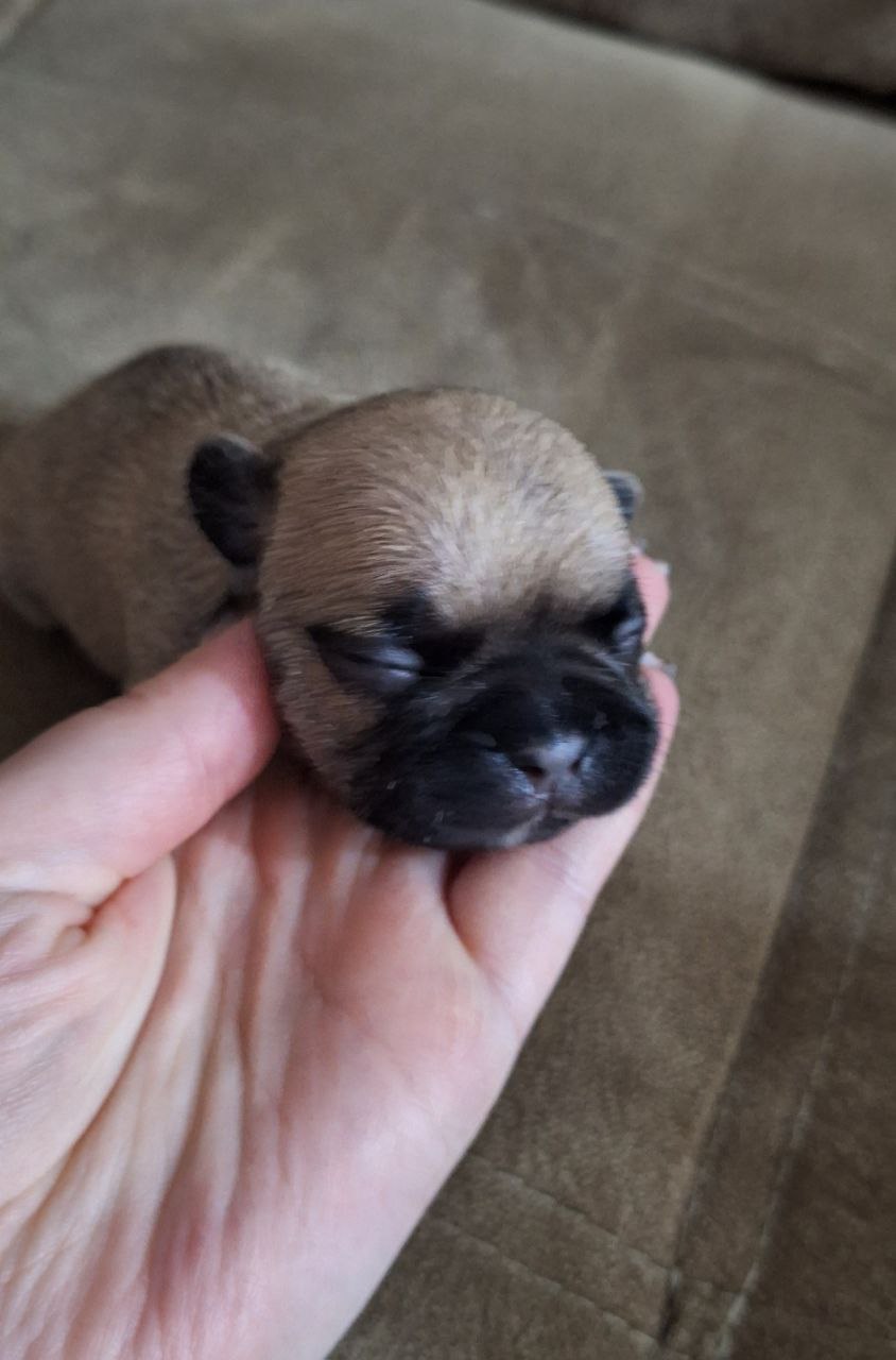 Щеночки французского бульдога - Животные в Воронеж - фото 5