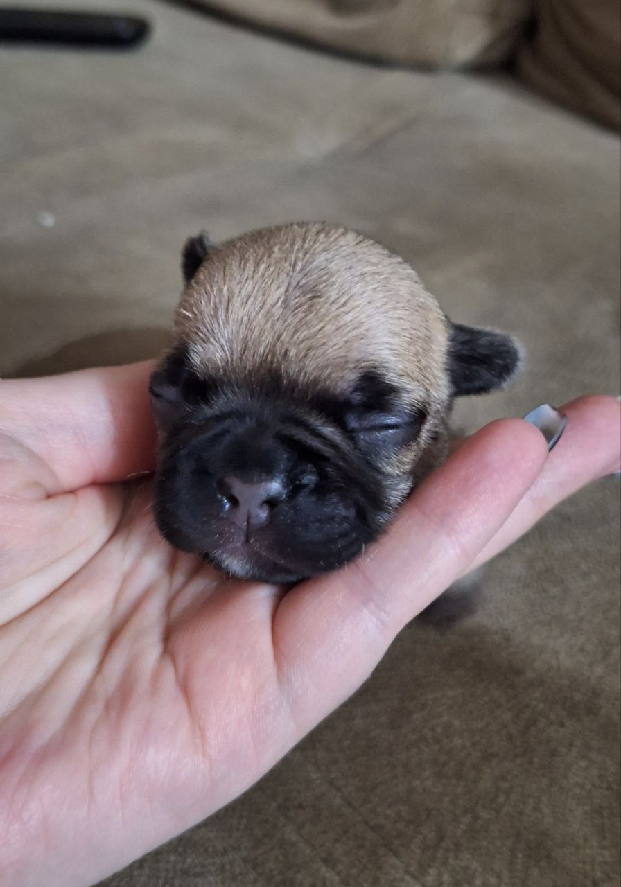 Щеночки французского бульдога - Животные в Воронеж - фото 6