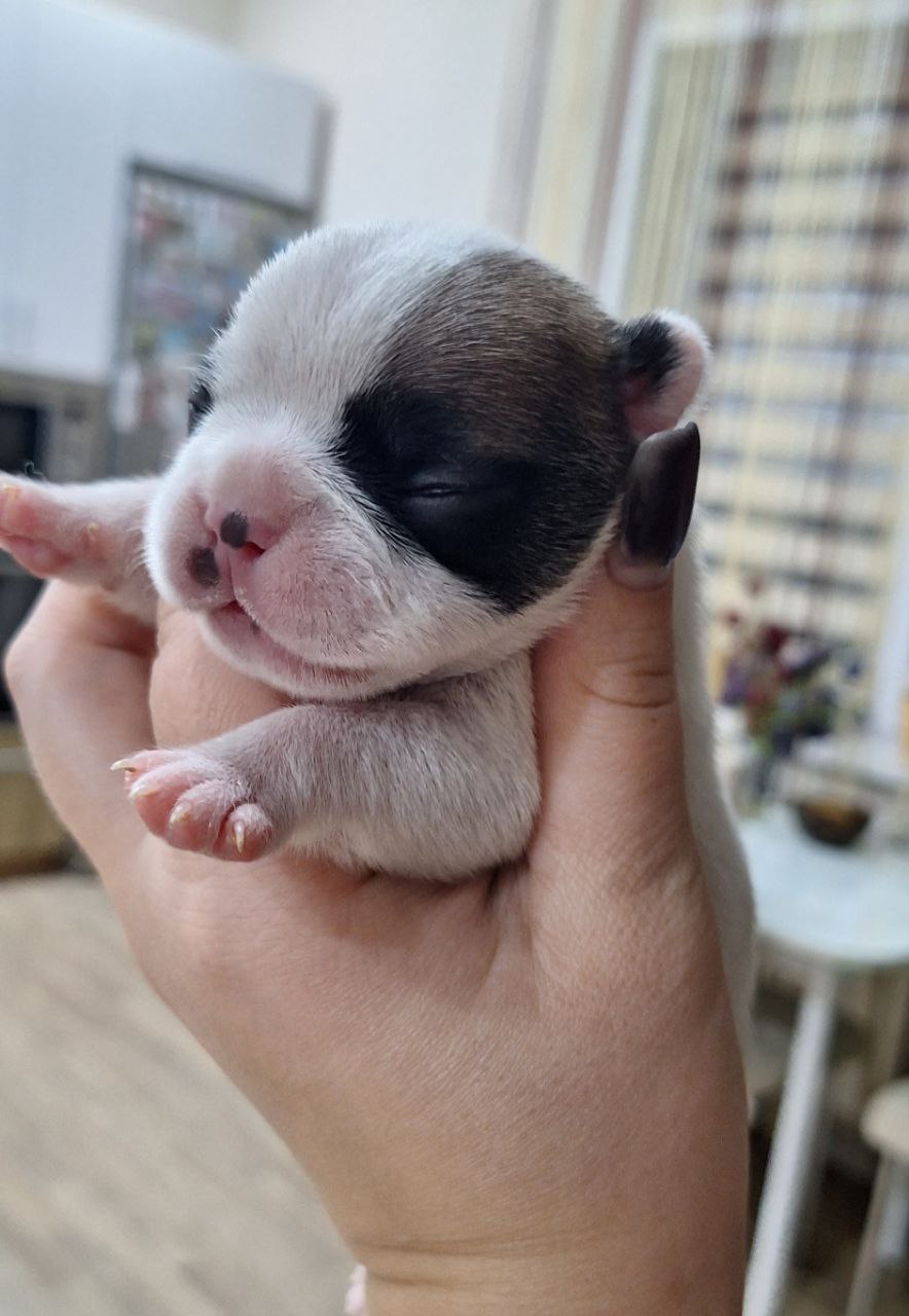 Щеночки французского бульдога - Животные в Воронеж - фото 7