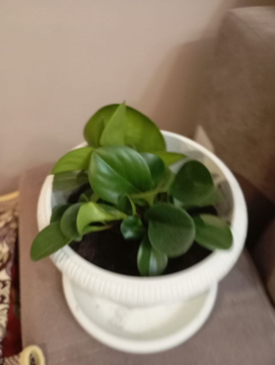 Пеперомия - Хобби и отдых в Воронеж