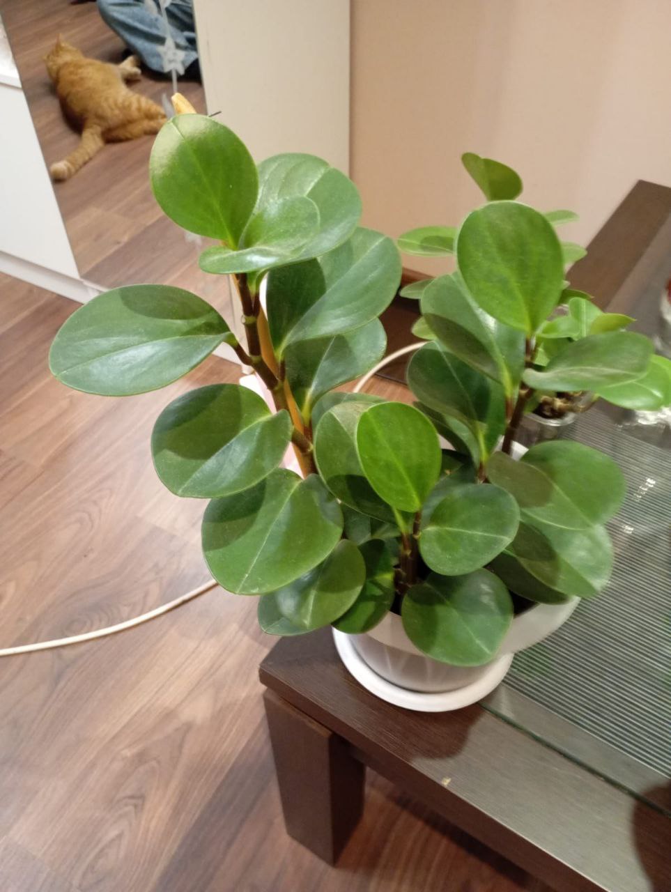 Пеперомия - Хобби и отдых в Воронеж - фото 2