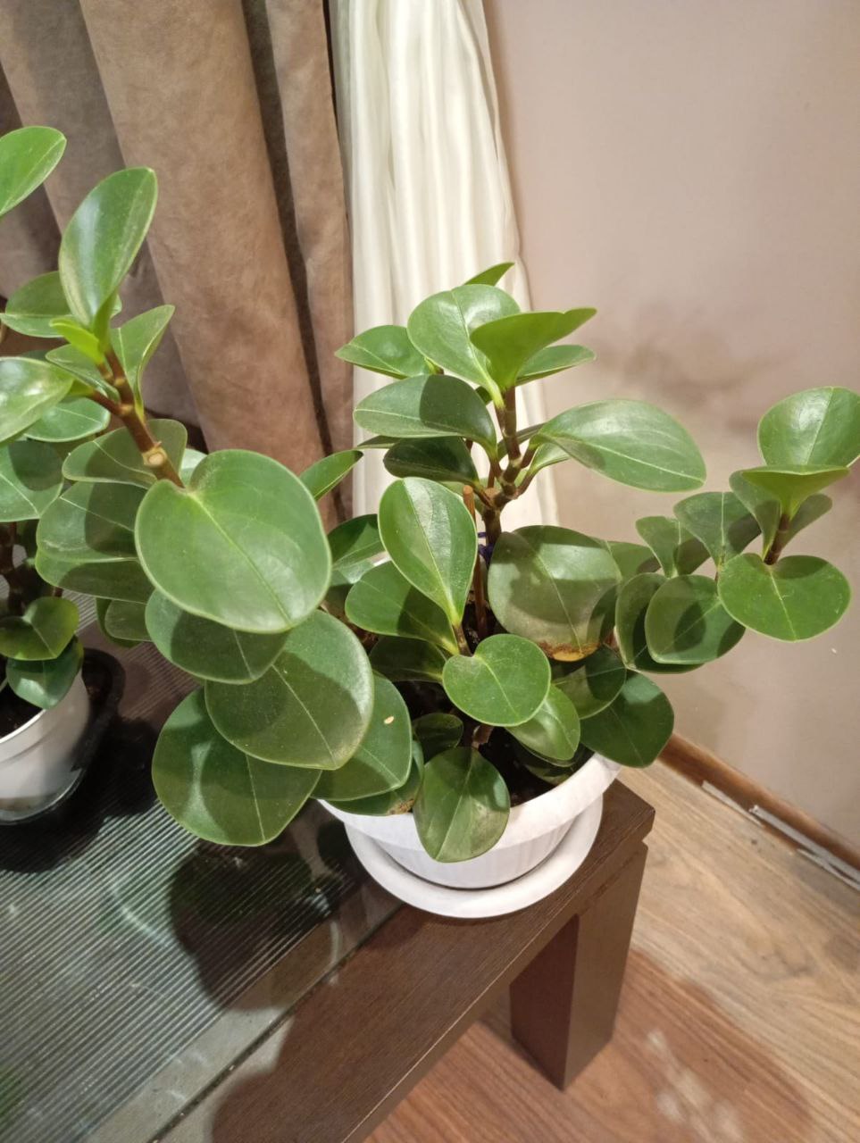 Пеперомия - Хобби и отдых в Воронеж - фото 3