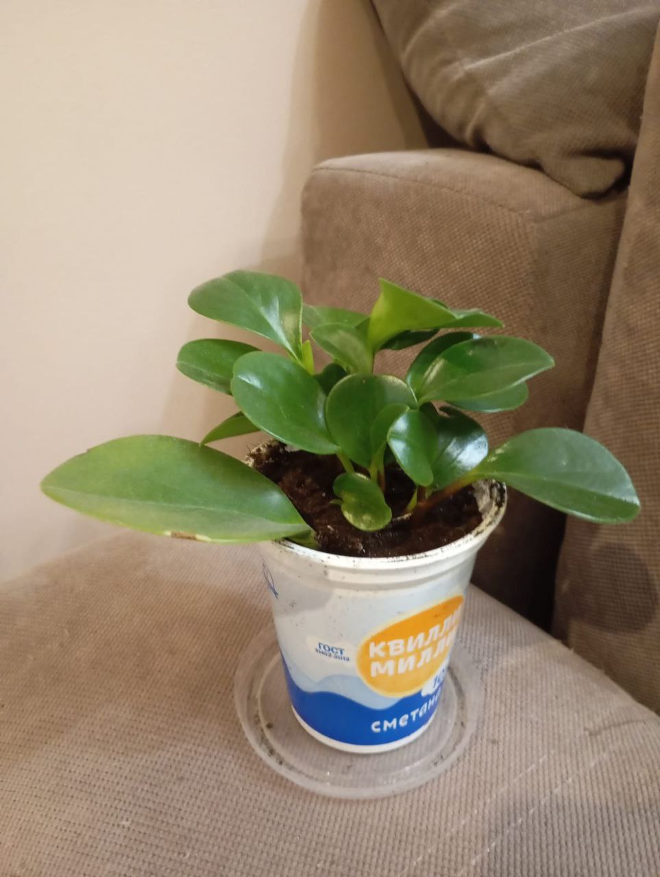 Пеперомия - Хобби и отдых в Воронеж - фото 4