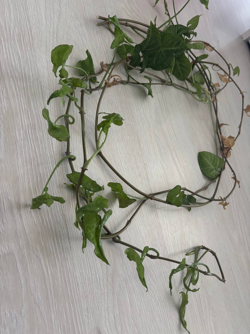 Сингониум конфетти - Хобби и отдых в Воронеж