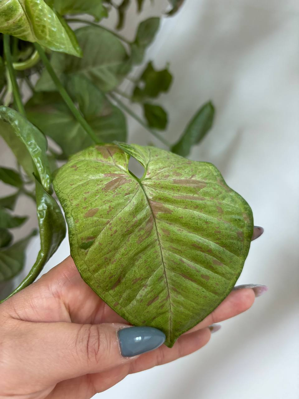 Листья у основного растения - Хобби и отдых в Воронеж