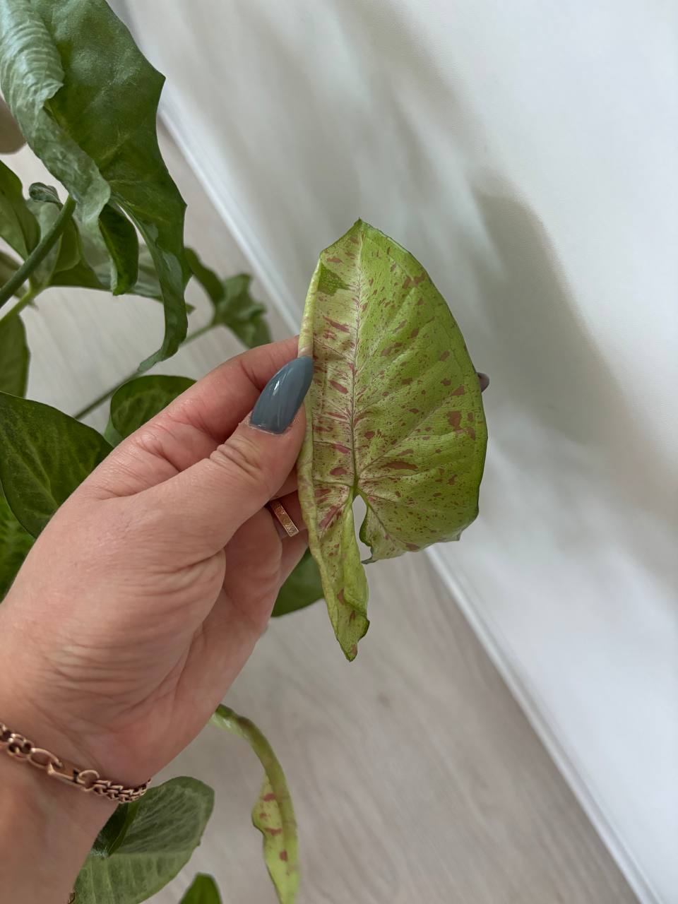 Листья у основного растения - Хобби и отдых в Воронеж - фото 3