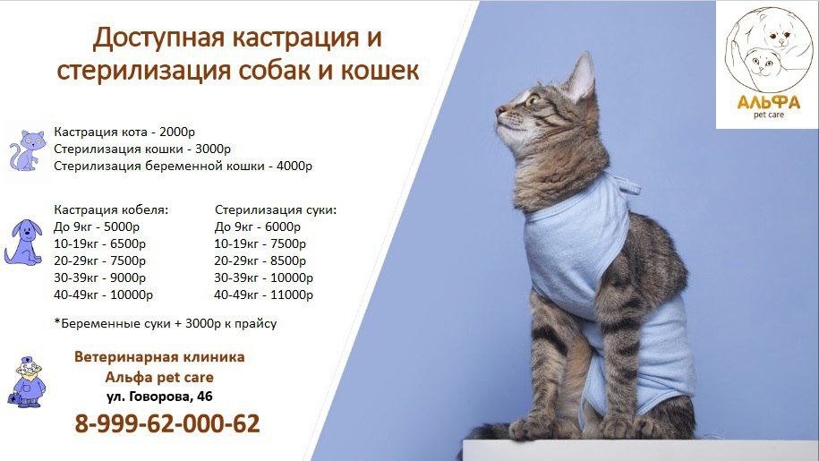 Стерилизация собак и кошек - Услуги в Томск