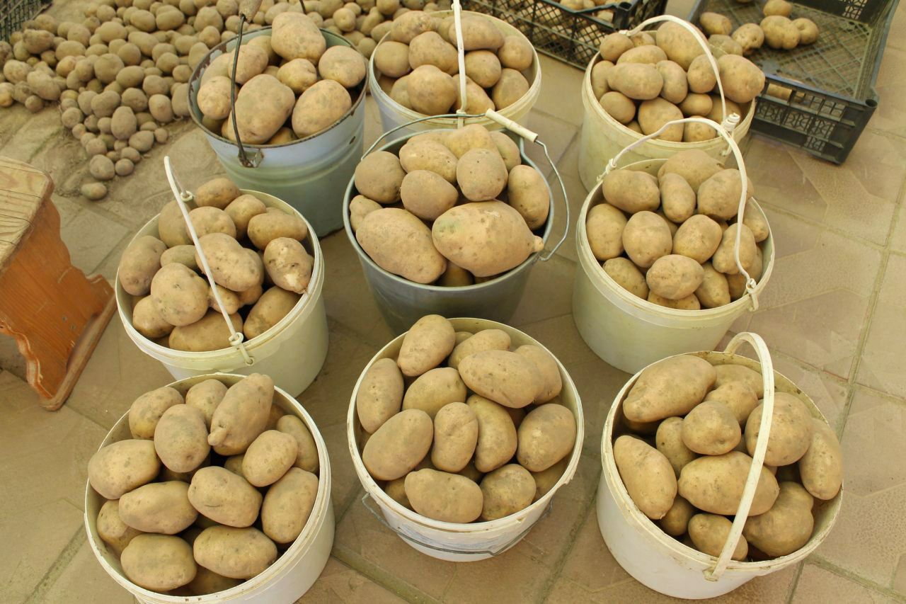 Продам домашний картофель - Для дома и дачи в Томск