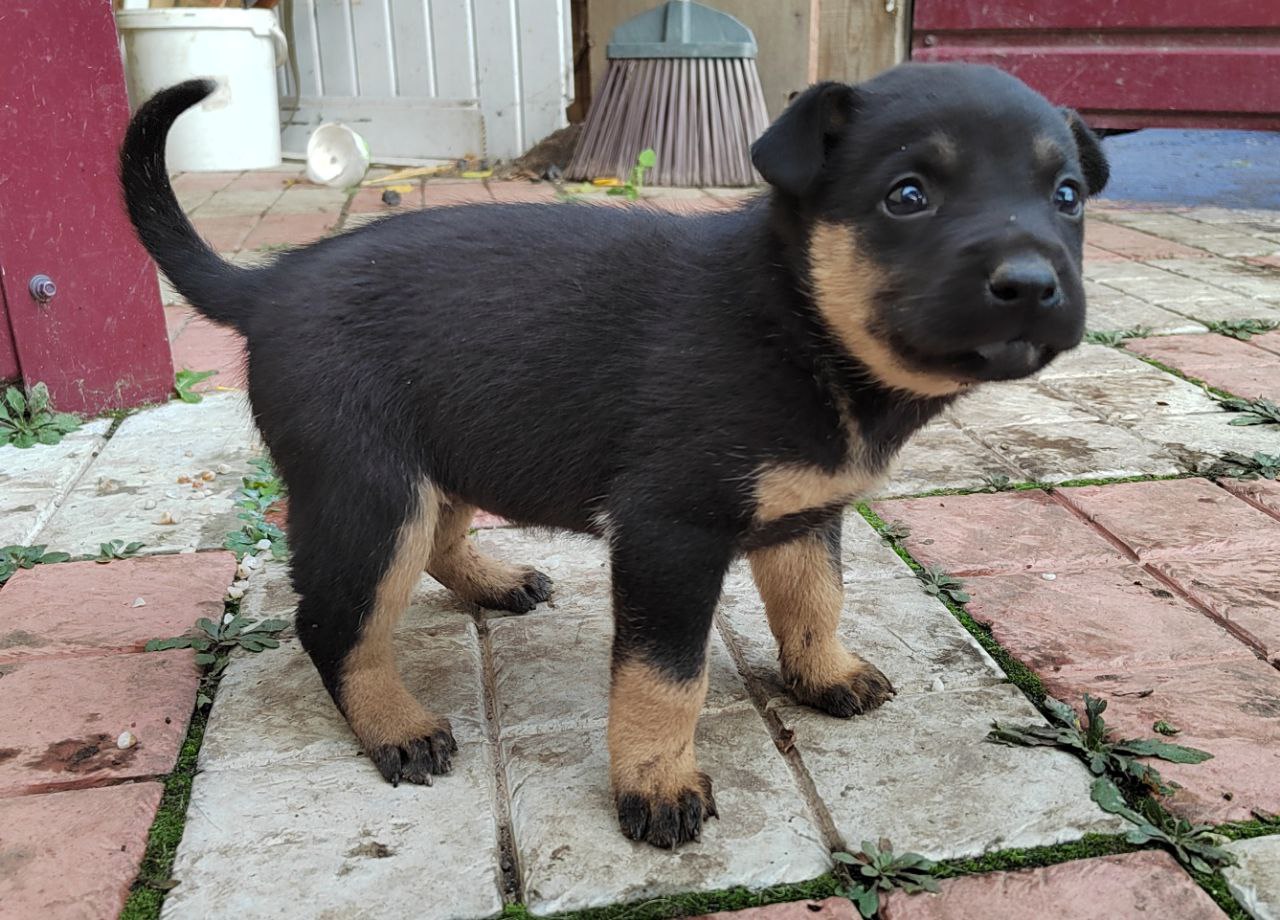 Малышка ждет хозяина - Работа в Воронеж
