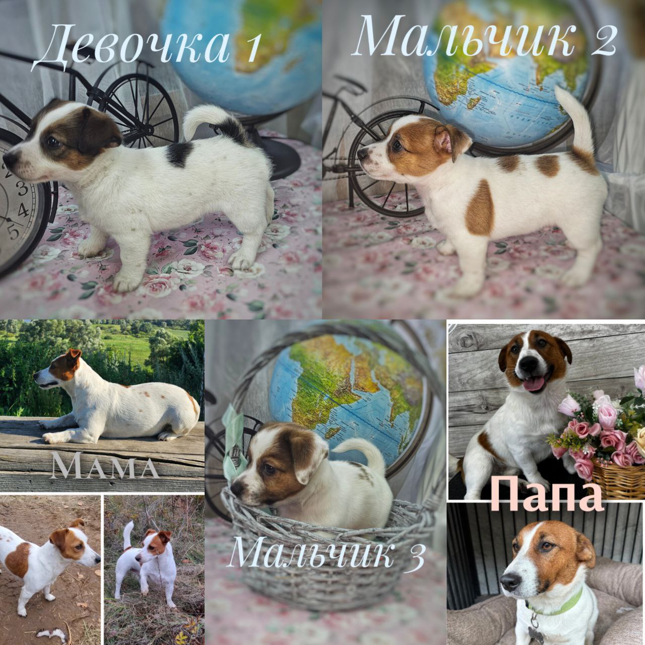 Щенки Джек-расселы от чистокровных родителей - Животные в Елабуга