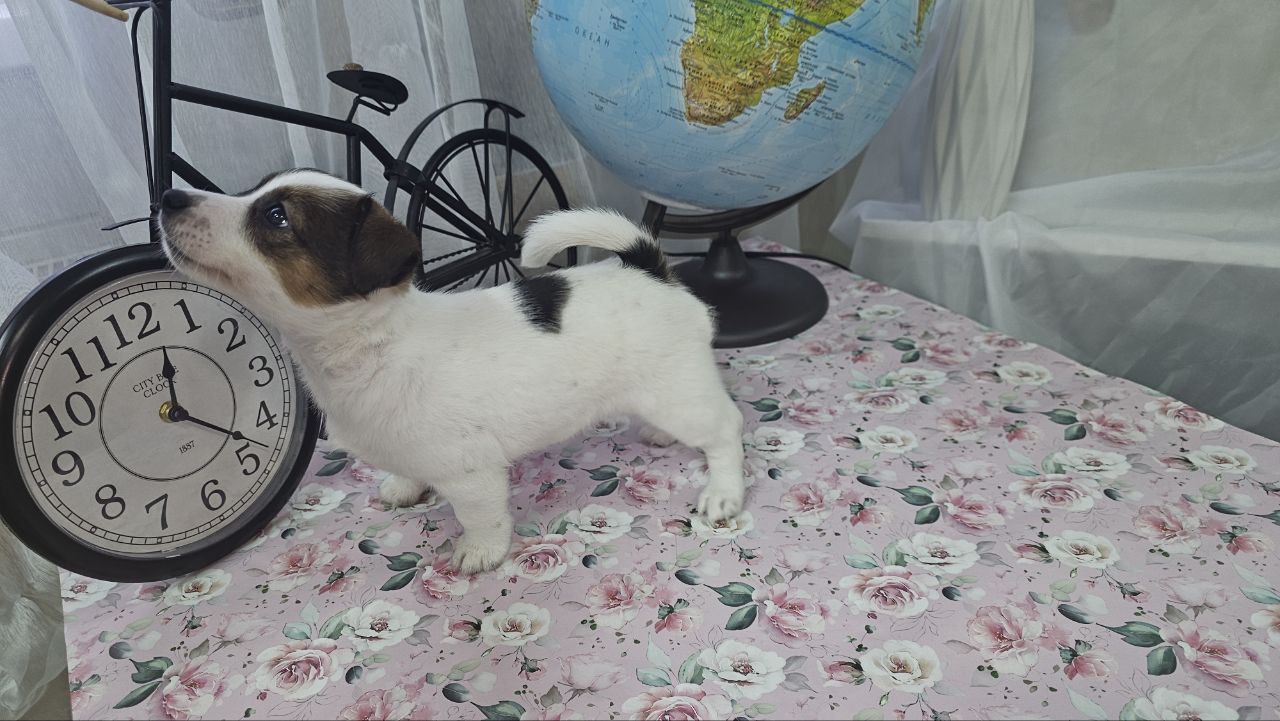 Продаются Джек-рассел-терьеры - Животные в Елабуга