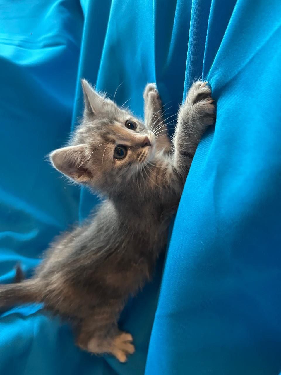 Ищем дом двум кошечкам - Животные в Химки - фото 3