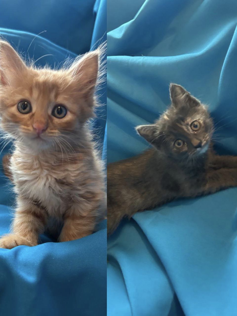 Ищем дом для котят - Животные в Химки