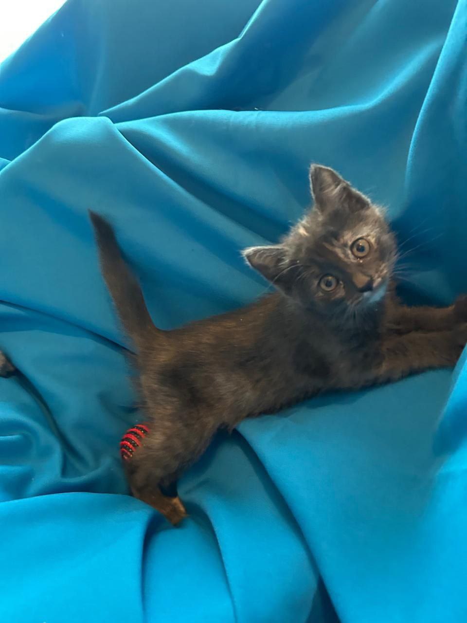 Срочно ищем дом для девочки - Животные в Химки